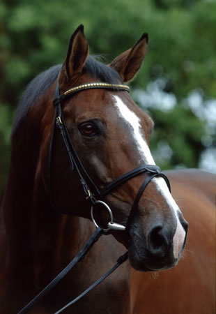 Quidam de Revel Kopfbild